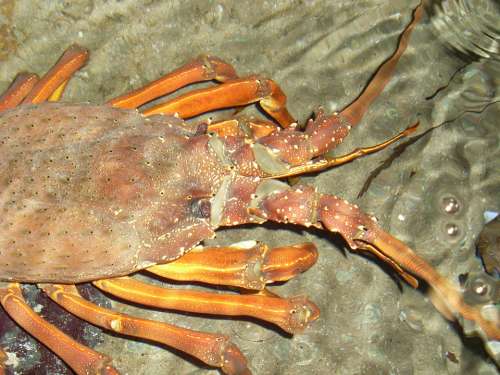 Lobster Crayfish Lobster Head Seafood Shellfish
