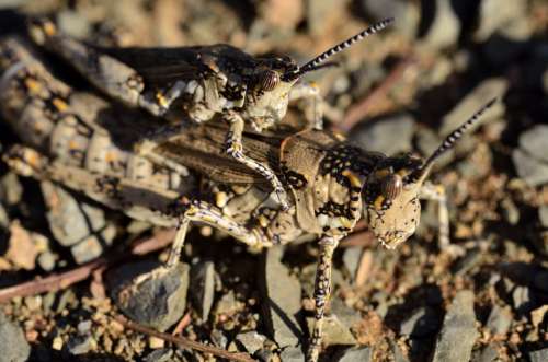 Locust Grasshopper Hopper Bug Jump Mating Insects