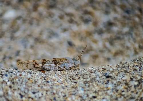 Locust Insect Nature Wildlife Natural Close-Up