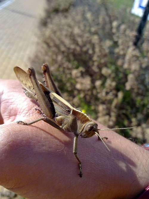 Locust Grasshopper Animal Creature Summer Hand