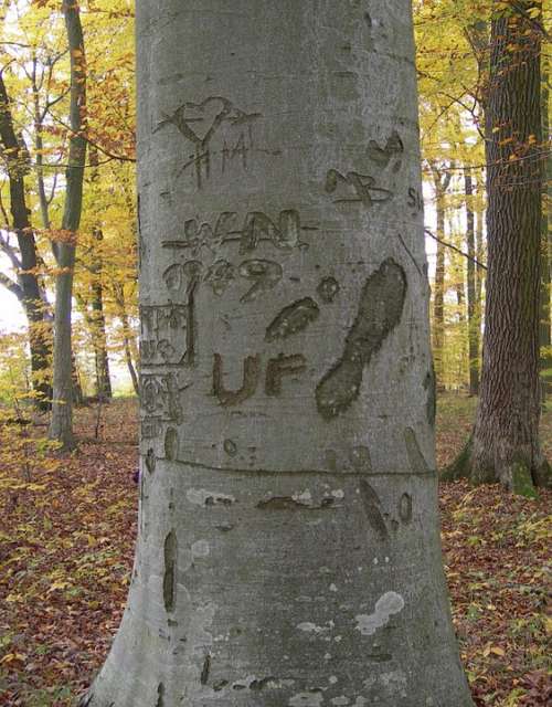 Log Forest Engraved Bark Nature Autumn Forest