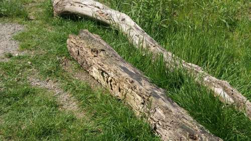 Log Nature Wood Old Rot