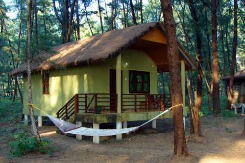 Log Hut Wood Cabin Slanted Roof Forest Casuarina