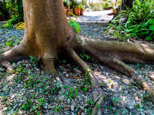 Log Tree Bark Root