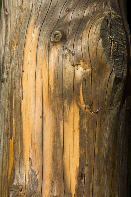 Log Bark Tree Bark Wood Texture Structure
