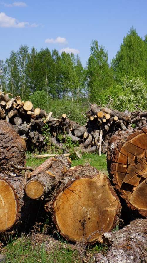 Log Cutoffs Tree Wood Industry Felled Tree