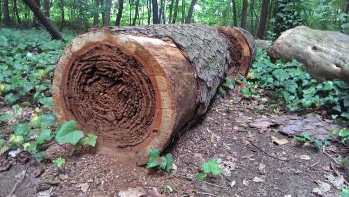 Log Morsch Wood Hollow Hole Bark Forest