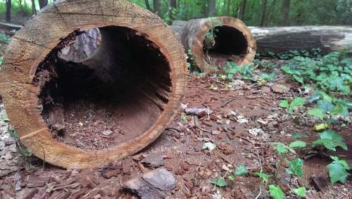 Log Hollow Hole Wood Morsch Bark Forest