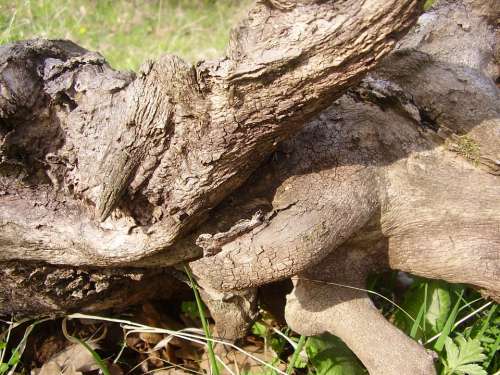 Log Wood Stalk Trunks Nature