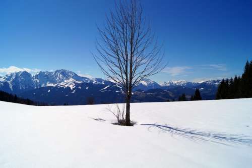 Lonely Tree Loneliness Landscape Nature Snow