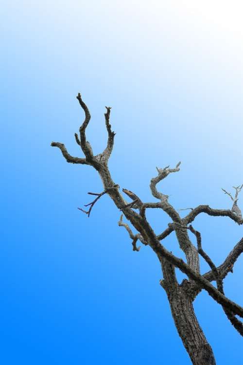 Lonely Tree Dried Branch Blue Sky Clear Sky Tree