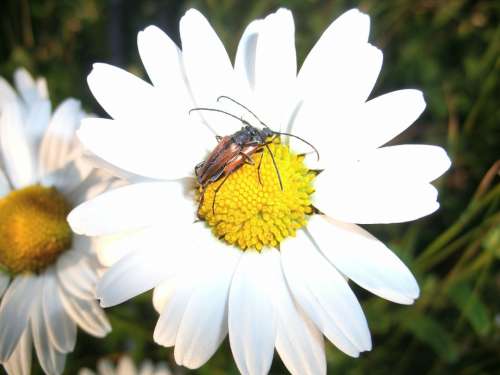 Longhorn Beetle Beetle Pairing Flower Insect