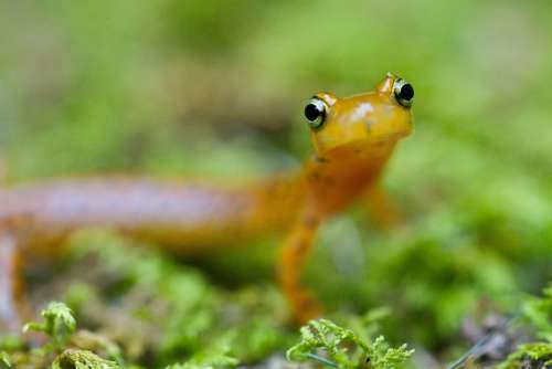 Longicauda Eurycea Salamander Longtail Geckos