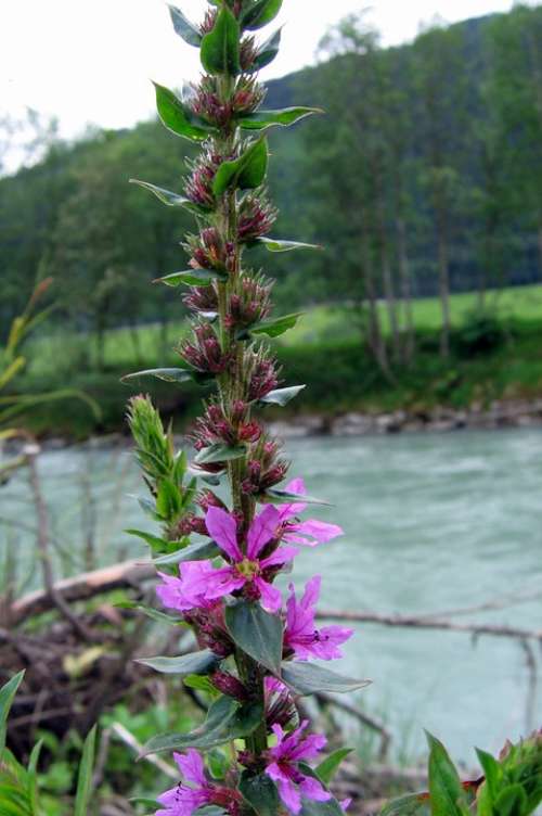 Loosestrife Flower Flowers Purple Plant Nature