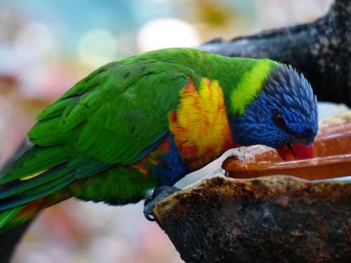 Lori Parrot Drink Eat Feeding Bird Loriinae