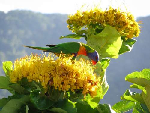 Lorikeet Parrot Colorful Bird Australia Wildlife