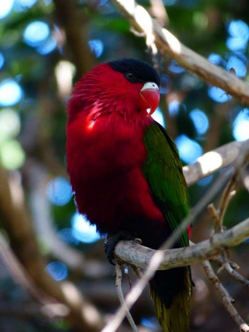 Lory Parrot Lori Bird Colorful Red Green Schwazr