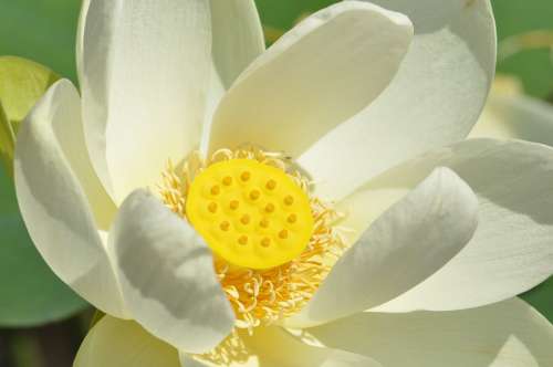 Lotus Flower Biel Yellow