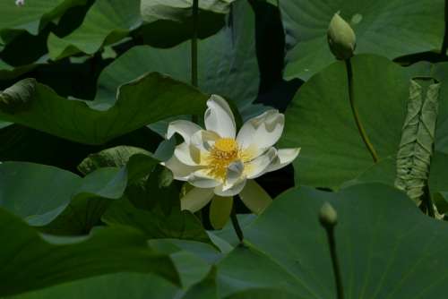 Lotus Flower Single Special Love Prayer