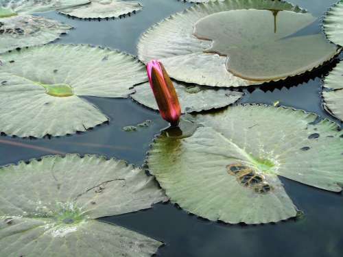 Lotus Green Flowers Red Plants Water