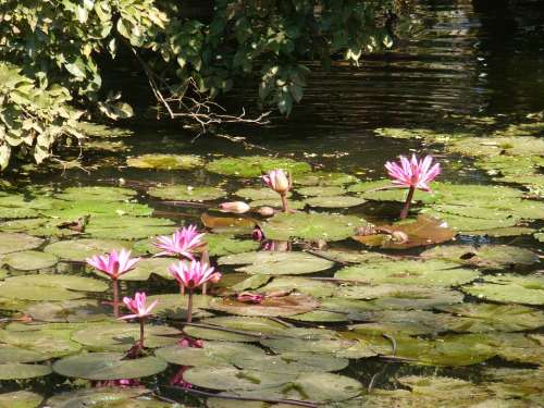 Lotus Flower Blossom Plant Pond Aquatic Plants