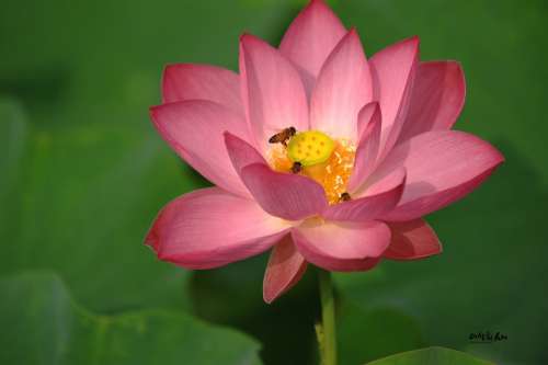 Lotus Summer Insects Bee Plants