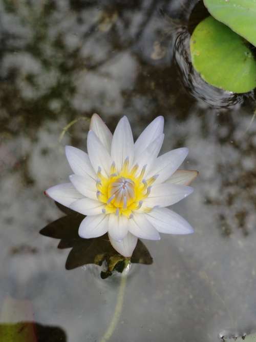 Lotus Flower Nature Bloom Garden Calm Peace Pond