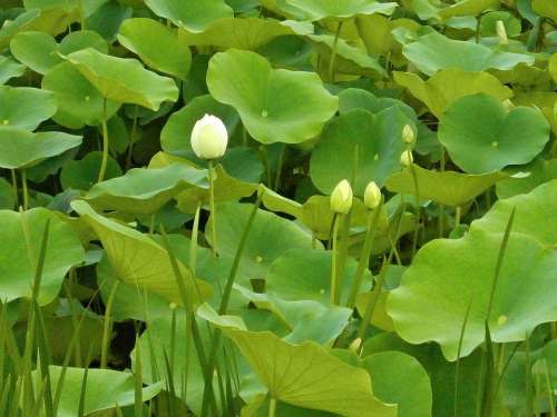 Lotus Lotus Leaf Bud Aquatic Plant Pond