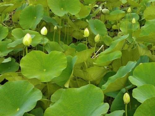 Lotus Lotus Leaf Bud Aquatic Plant Pond