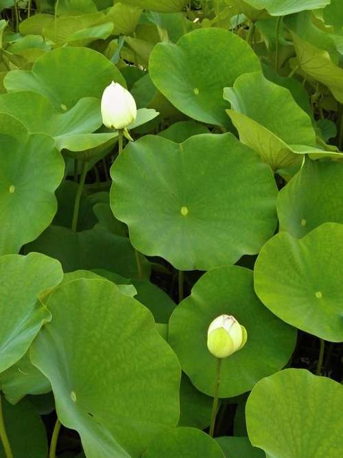 Lotus Lotus Leaf Bud Aquatic Plant Pond
