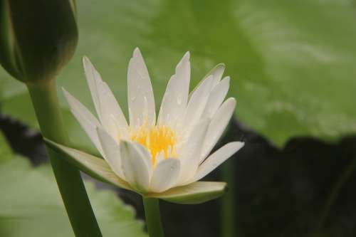 Lotus Dew White Green Leaf Lotus Leaf Close-Up