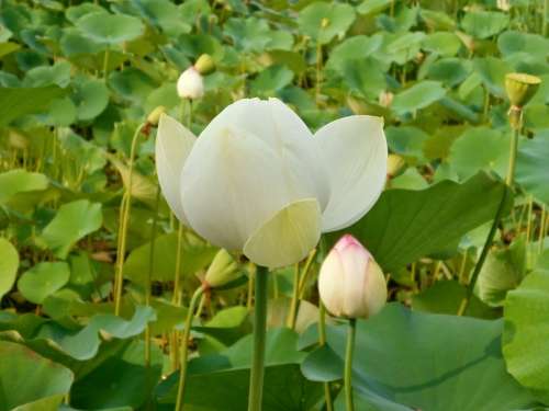 Lotus Lotus Flower Lotus Leaf Aquatic Plant