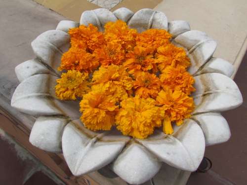 Lotus Marigolds Beautiful Marigold Petal Bloom