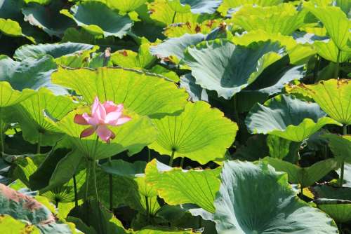 Lotus Lotus Pond Lotus Leaf