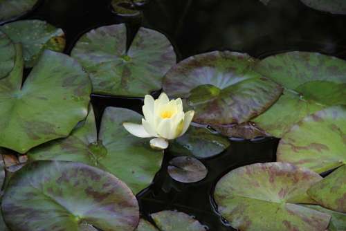 Lotus White Lotus Flowers