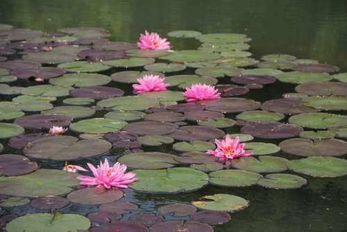 Lotus Pink Hawthorn