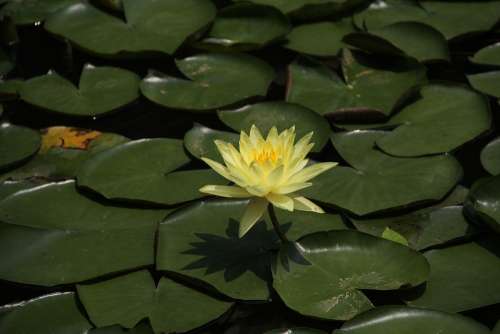 Lotus Lotus Leaf Yellow Lotus Leaf