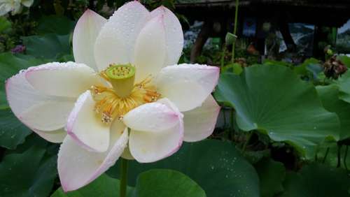 Lotus Fair Rainy Day