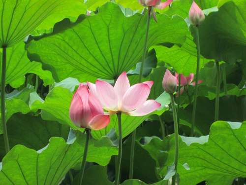 Lotus Green Plant Aquatic Plants Pink
