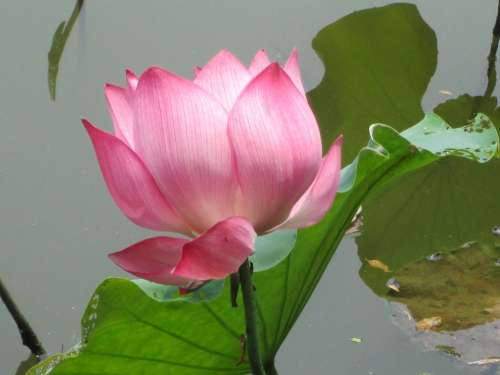 Lotus Green Plant Aquatic Plants Pink