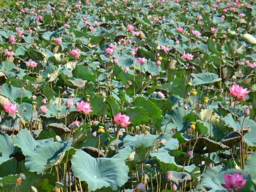 Lotus Nature Landscape Aquatic Plant Lotus Blossom