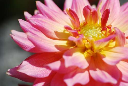 Lotus Thailand Macro Nature Flower