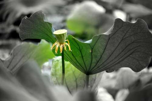 Lotus Flower Water Plant Stem Leaf Pod Seed