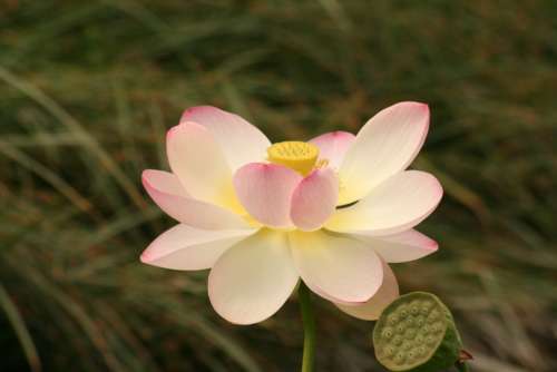 Lotus Blossom Water Lily Flower Aquatic Plant