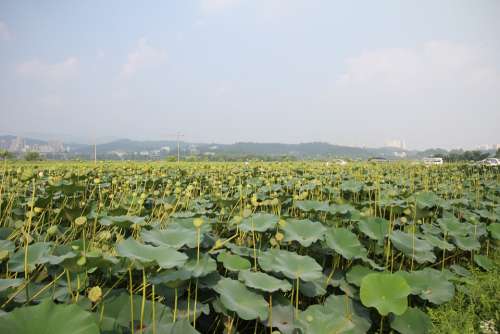 Lotus Field Lotus Fruit Lotus Field Plant Aquatic