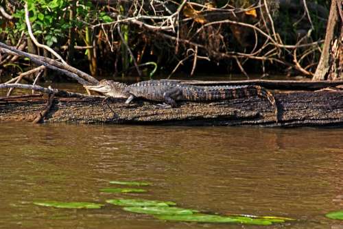 Louisiana Alligator Gator Reptile Swamp Lizard
