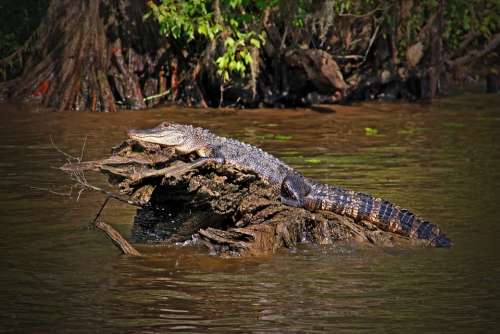 Louisiana Alligator Gator Reptile Swamp Lizard