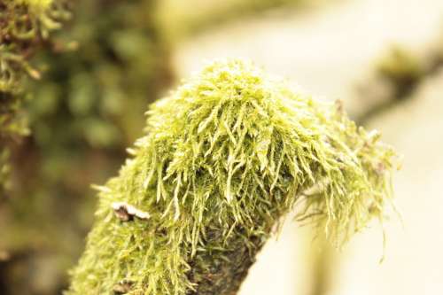 Louisiana Moss Moss Tree Tillandsia Usneoides