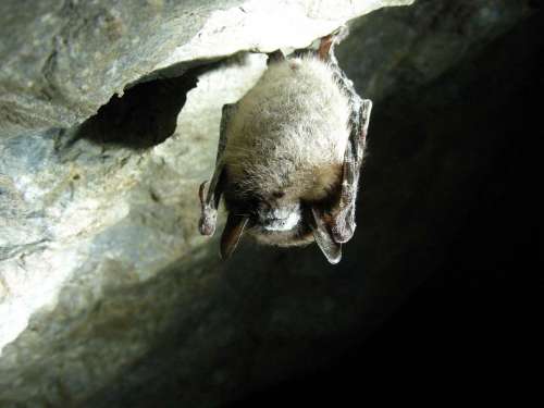 Lucifugus Myotis Cave Bat Brown Little Bats