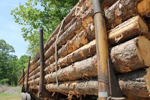 Lumber Trailer Wood Tree Trunk Dead Tree Cutting